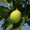 Thumb_220px-artocarpus_altilis__fruit_-2