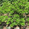 Wood Grape 